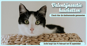Valentijnsactie huiskatten - kat die in mandje ligt